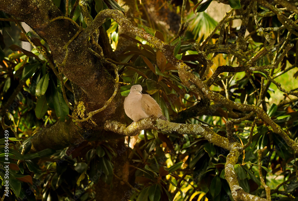 Fototapeta premium isolated turtledove on a forest tree 