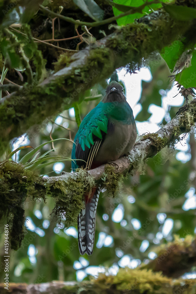 Obraz premium Resplendent Quetzal, Pharomachrus mocinno, Savegre in Costa Rica, with green forest in background. Magnificent sacred green and red bird. Birdwatching in jungle.