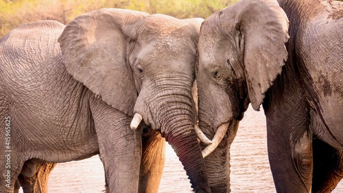 Two large African elephants  Loxodonta africana  displaying friendly and affectionate animal behavior  as they touch faces while standing in the Khwai River in Botswana.
