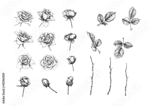 Roses flowers Clip art, set of elements for design Outline hand drawing vector illustration. Graphic drawing, engraving style. Vector illustration. Isolated on white background..