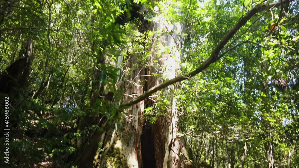 屋久島 白谷雲水峡 太鼓岩 びびんこ杉 屋久杉 国立公園 鹿児島 屋久島 白谷雲水峡 太鼓岩 びびんこ杉 屋久杉 国立公園 鹿児島
