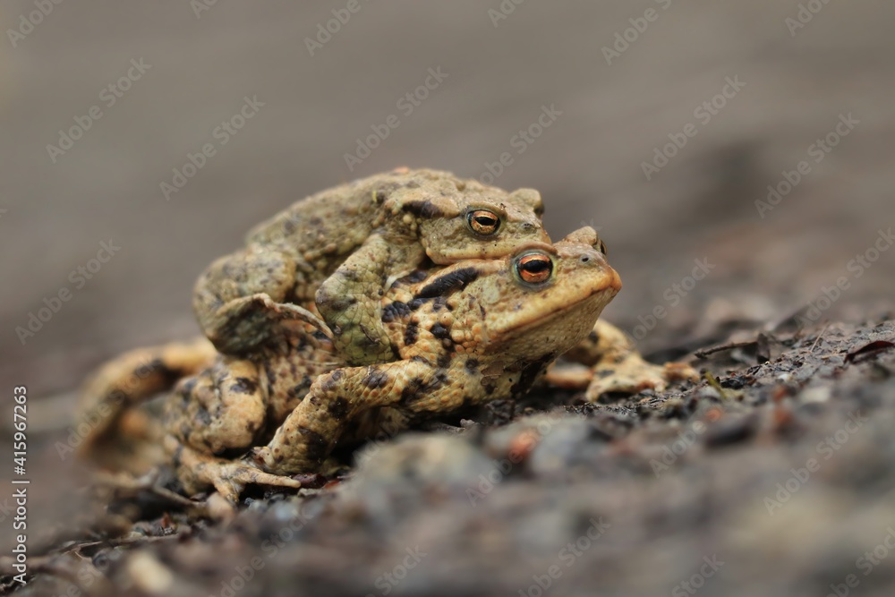 mating Common toads on the ground, European toad in the natural environment. Bufo bufo. Wildlife in Czech. mating Common toads on the ground, European toad in the natural environment. Bufo bufo. Wildlife in Czech.