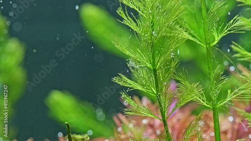 Beautiful  freshwater plant  Myriophyllum aquaticum exudes bubbles oxygen. Process of photosynthesis of  the aquarium plants in an aquarium. Macro shot of  aquarium plants over blue background. photo