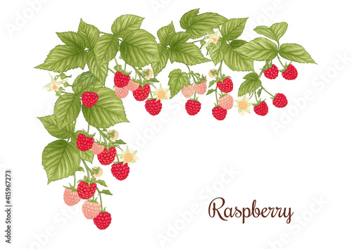 Raspberry. Ripe berries on branch. Clip art, set of elements for design Graphic drawing, engraving style. Vector illustration..