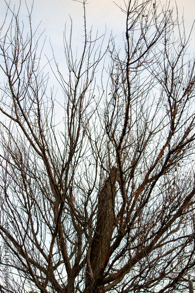 Obraz premium The dried-up tree is the front view. Summer afternoon in sunny weather.