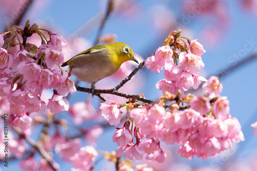 河津桜とめじろ