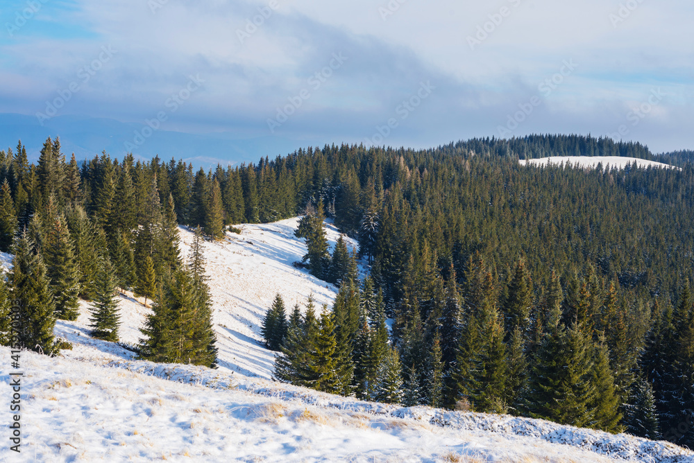 Green spruce on a snow-covered mountain slope. Winter landscape.