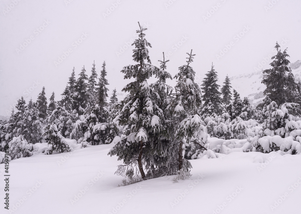 Obraz premium Trees covered with snow after a snowfall.