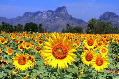 Sunflower fields in Lopburi, Thailand.