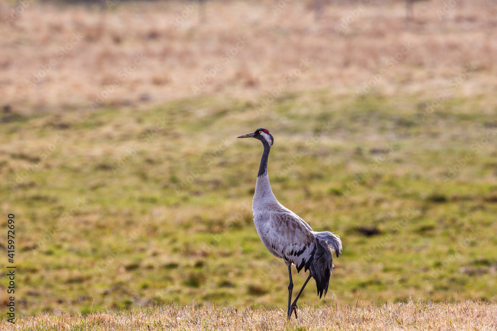 Fototapeta premium Lonely crane standing on a meadow in spring