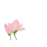 pink Magnolia flower on white background, vector drawing