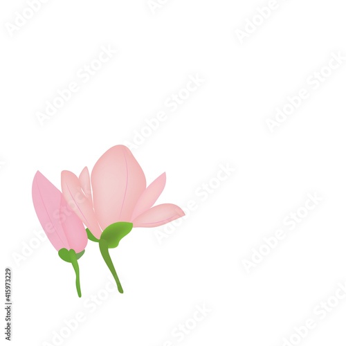 pink Magnolia flower on white background  vector drawing