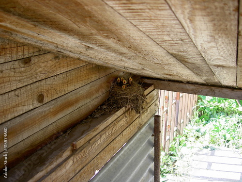 A bird's nest with five nestlings with open beaks, nest placed in a wooden shed