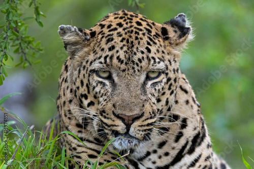 The Leopard Stare