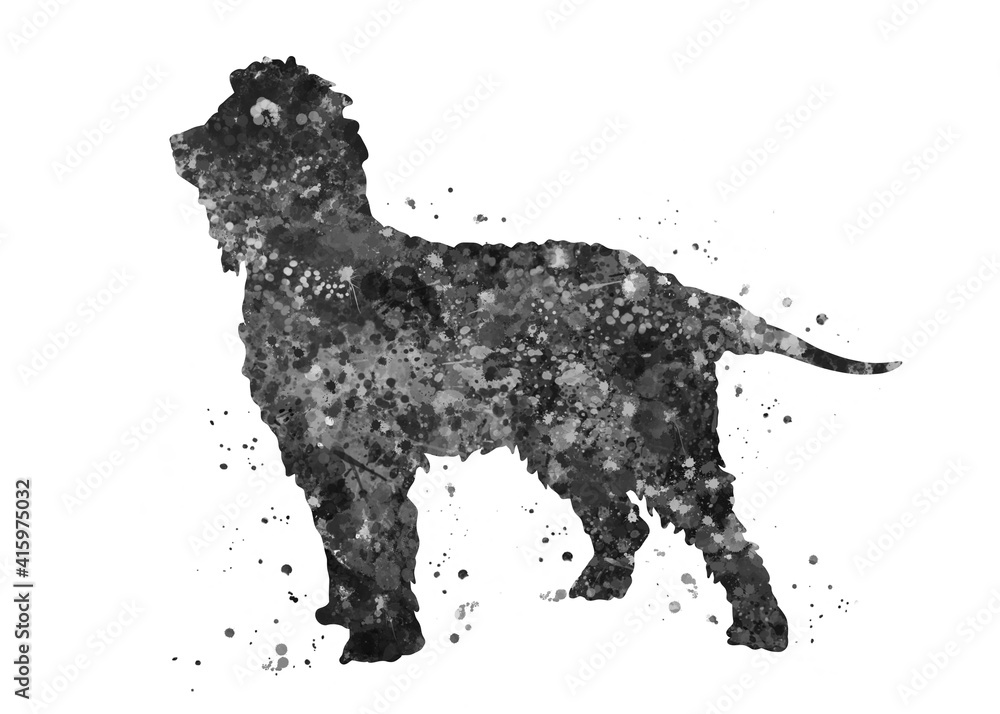 Irish water spaniel Dog black and white watercolor, abstract painting. Watercolor illustration rainbow, colorful, decoration wall art.