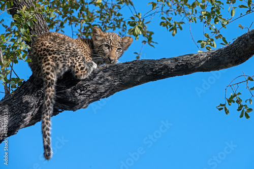 Baby Leopard photo
