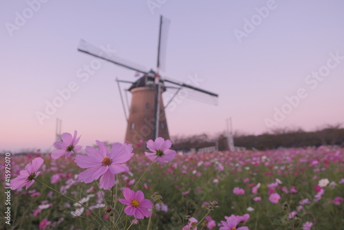 日本の秋 絶景 コスモス畑 風車 千葉県 佐倉市 絶景 お花 佐倉ふるさと広場