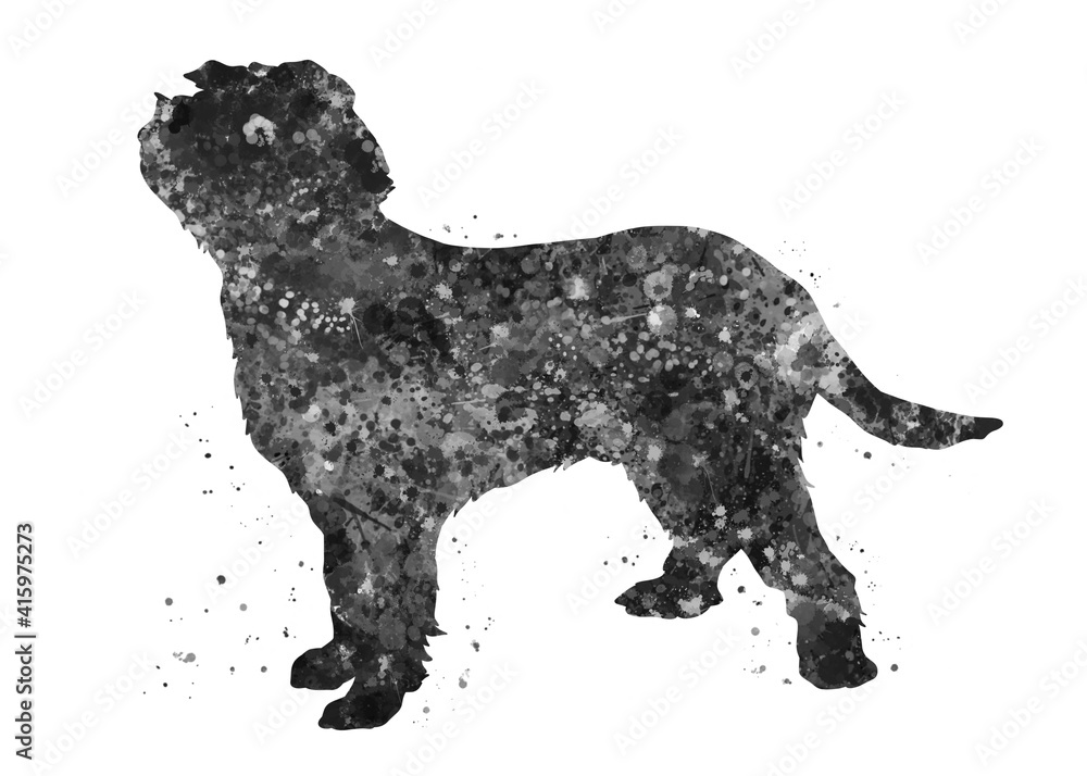 Italian Spinone Dog black and white watercolor, abstract painting. Watercolor illustration rainbow, colorful, decoration wall art. Italian Spinone Dog black and white watercolor, abstract painting. Watercolor illustration rainbow, colorful, decoration wall art.