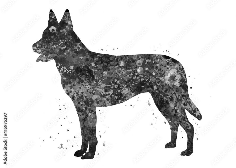 Dutch shepherd Dog black and white watercolor, abstract painting. Watercolor illustration rainbow, colorful, decoration wall art. Dutch shepherd Dog black and white watercolor, abstract painting. Watercolor illustration rainbow, colorful, decoration wall art.