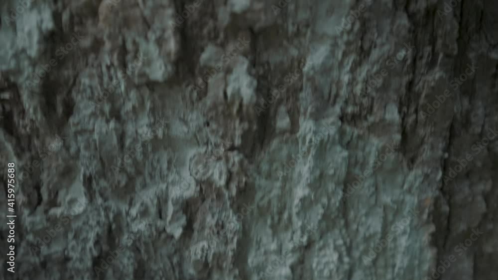 Macro Shot Of Rough Textured Tree Trunk. tilt-up Macro Shot Of Rough Textured Tree Trunk. tilt-up