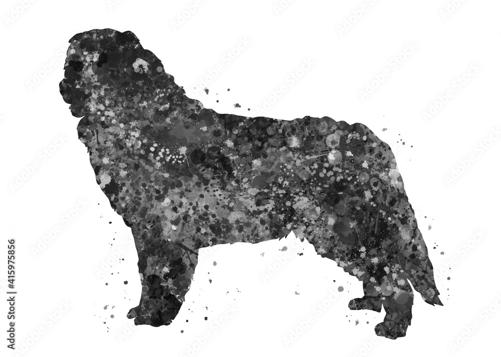 Bernese Mountain Dog black and white watercolor, abstract painting. Watercolor illustration rainbow, colorful, decoration wall art. Bernese Mountain Dog black and white watercolor, abstract painting. Watercolor illustration rainbow, colorful, decoration wall art.