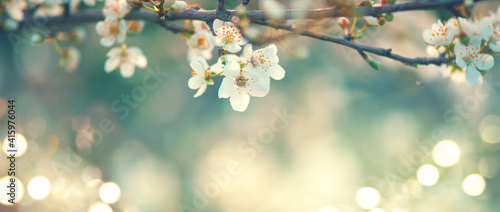 Spring blossom background. Beautiful nature scene with blooming tree and sun flare. Sunny day. Spring flowers. Beautiful Orchard. Abstract blurred background. Cherry or sakura blossoms. Springtime.  #415976044