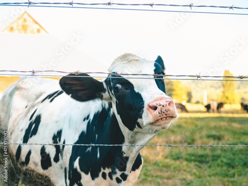 A Beautiful Cow