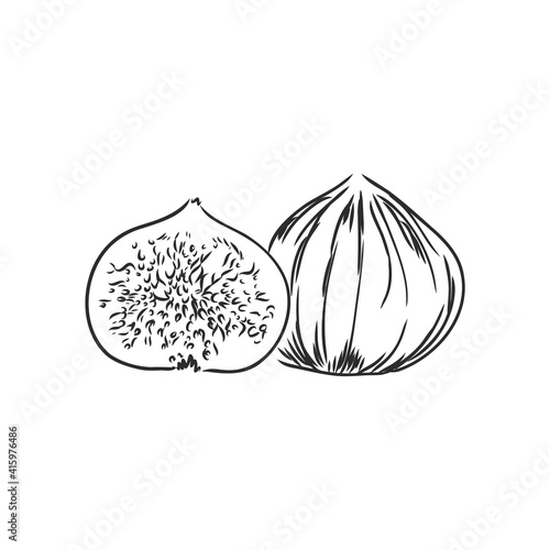Figs. Realistic vector illustration of plant. Fruit of fig tree isolated on white background. Vintage black and white hand drawing. Decoration for the menu and kitchen design.