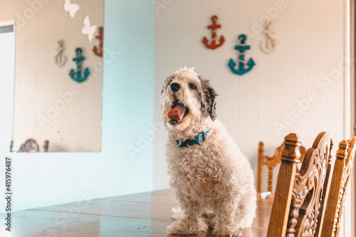 Hypoallergenic Dog on Table
