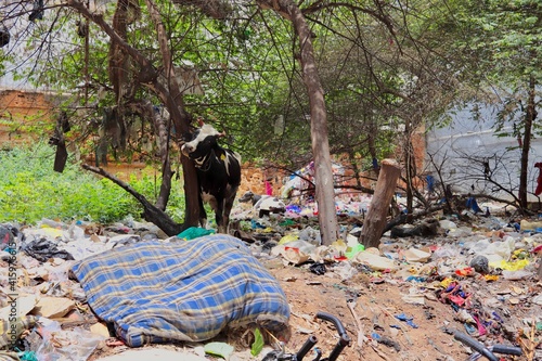 A brindled cow standing in a dump, Bangalore, India