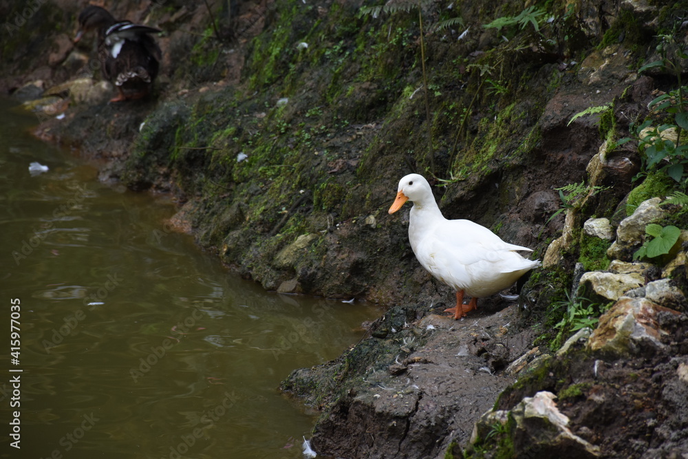 white duck shoreline