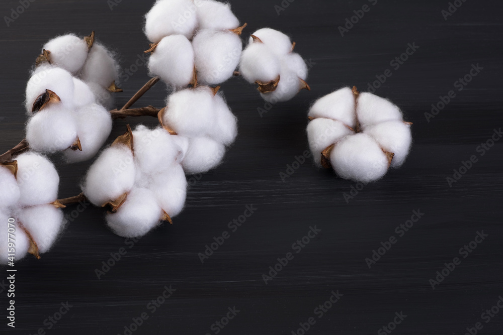 Cotton flowers on a dark background.