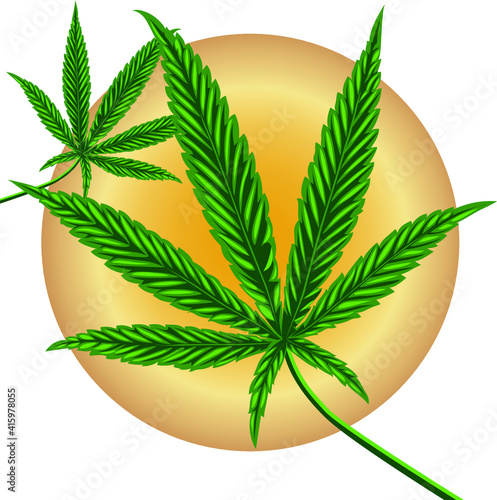 cannabis leaf vector illustration