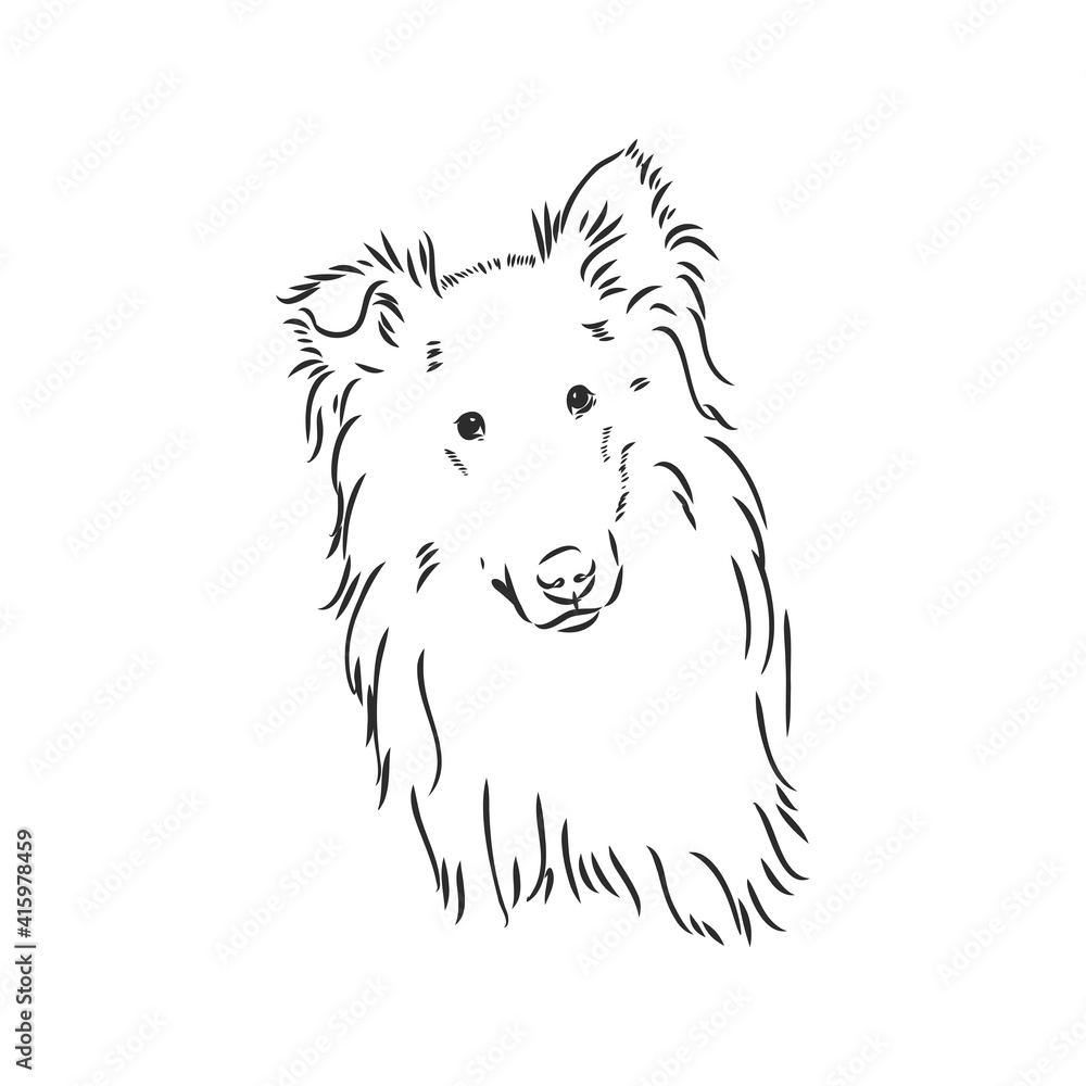 Dog Rough Collie isolated on White background. Vector illustration