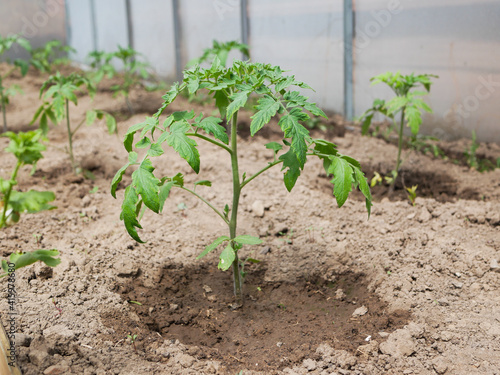young tomato bushes in the sun