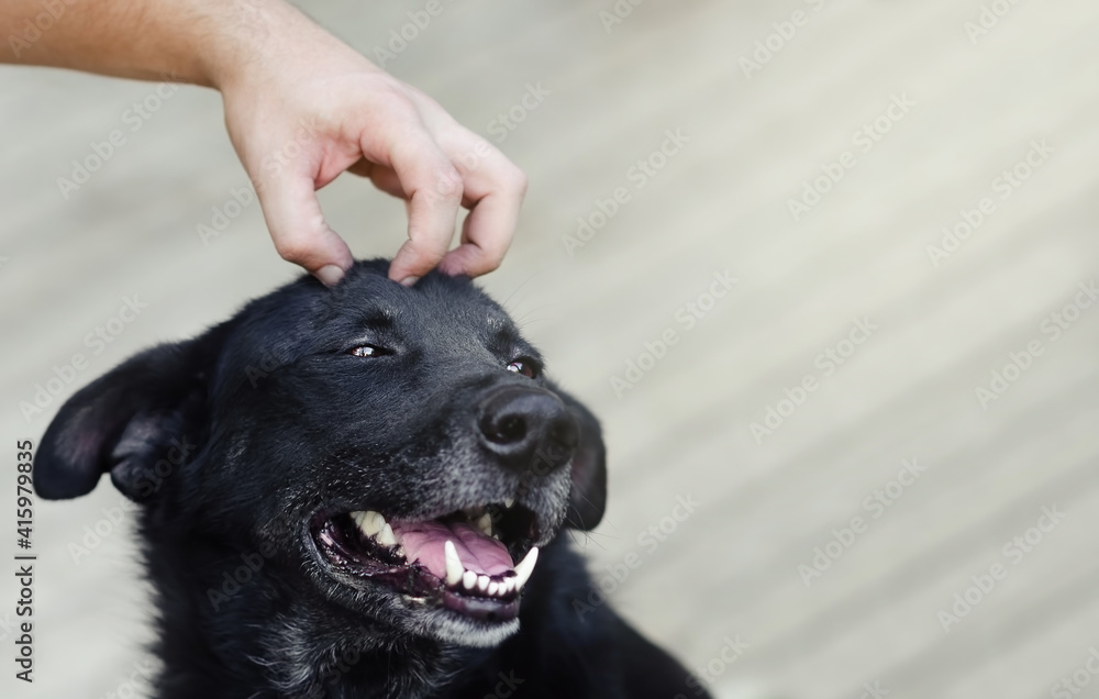 the dog gets pleasure from stroking. the man's hand scratches the dog's head. the dog gets pleasure from stroking. the man's hand scratches the dog's head.