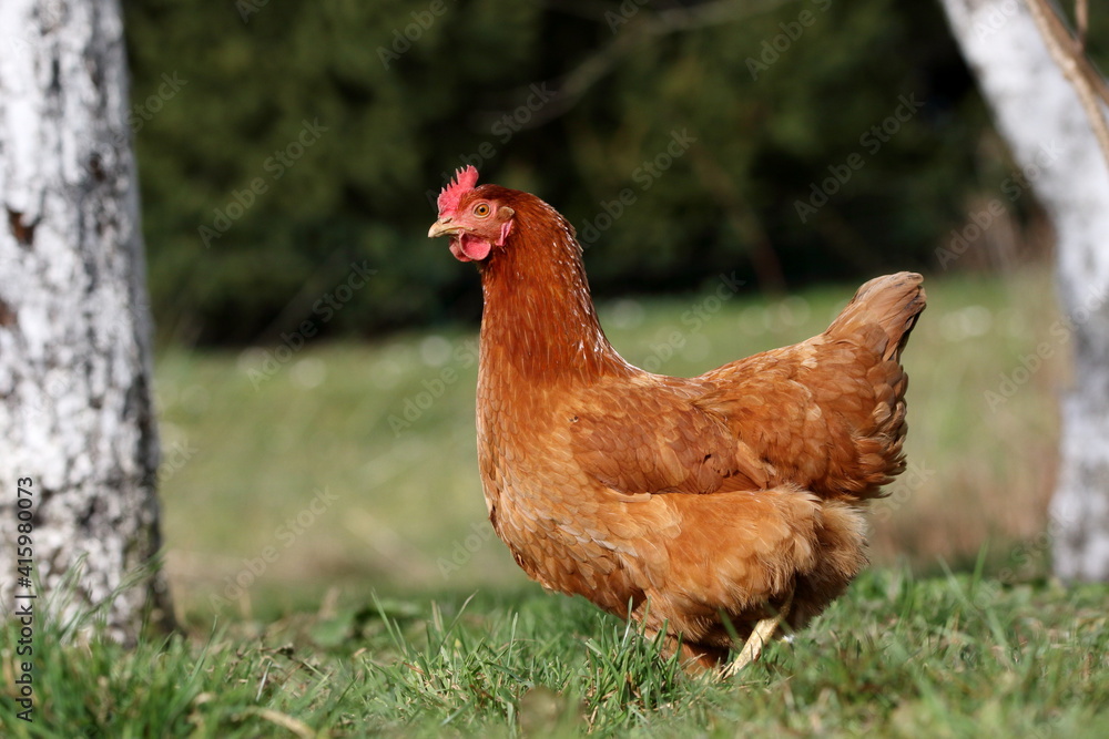 Fototapeta premium rooster in the farm
