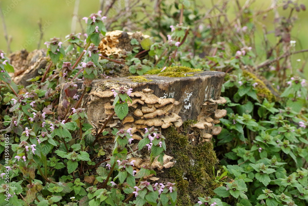 New life on a tree stump. New life on a tree stump.