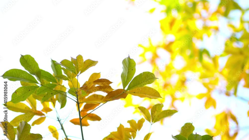 4K Nature Video Scenario scene close up of colorful maple leaf that is blowing by the wind and maple leaves are changing colors in the autumn with blur colorful bokeh background, Sky nature background 4K Nature Video Scenario scene close up of colorful maple leaf that is blowing by the wind and maple leaves are changing colors in the autumn with blur colorful bokeh background, Sky nature background