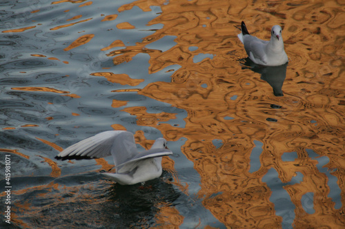 Small cute Audouin's gulls swimming in the lake photo