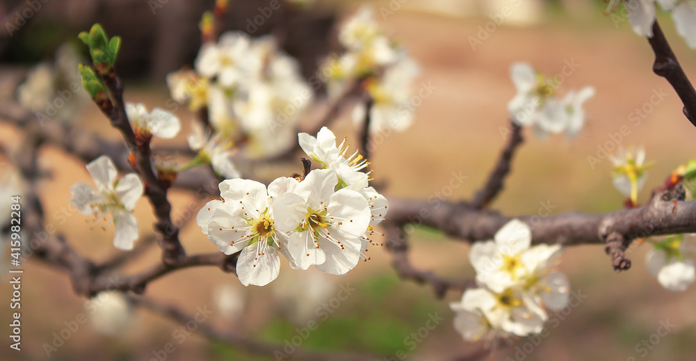the branch of a cherry tree is beautifully covered with white flowers the branch of a cherry tree is beautifully covered with white flowers