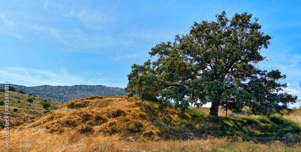 árbol solitario en el pueblo de Moratalla