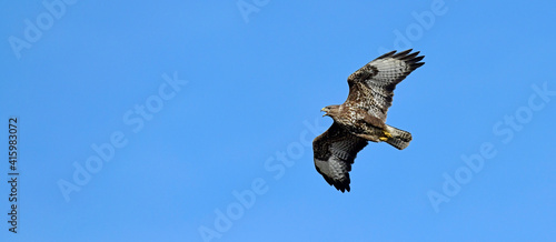 flying Common Buzzard (Buteo buteo) // fliegender Mäusebussard (Buteo buteo) photo