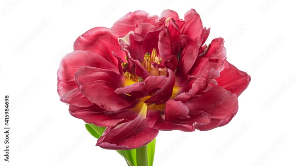 Timelapse of beautiful bright pink striped colorful tulip flower blooming on white background. 4K Timelapse of beautiful bright pink striped colorful tulip flower blooming on white background. 4K