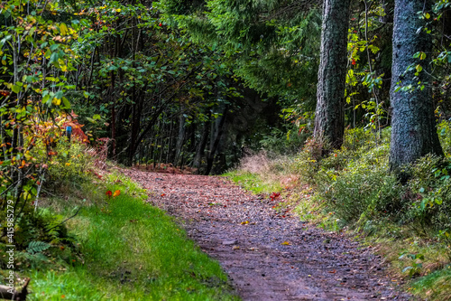 Forests in the Damvann area, southern Norway photo