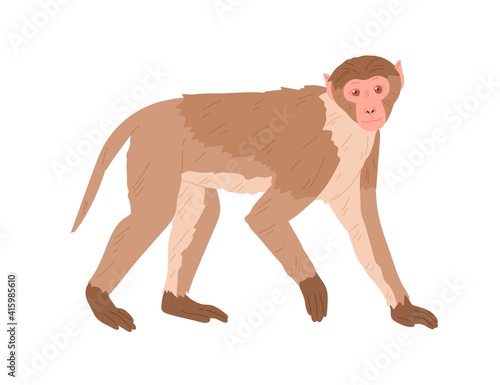 Side view of marmoset or macaque with brown hair. African monkey isolated on white background. Exotic jungle animal standing on all four limbs. Colored flat vector illustration