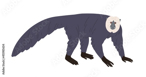 White-faced saki or american monkey covered with fluffy coat and long hairs on snout. Exotic shaggy animal standing on all four. Colored flat vector illustration isolated on white background
