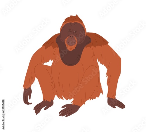 Bornean orangutan or large brown hairy ape with long limbs. Reddish shaggy monkey sitting isolated on white background. Asian animal with smiling friendly muzzle. Colored flat vector illustration