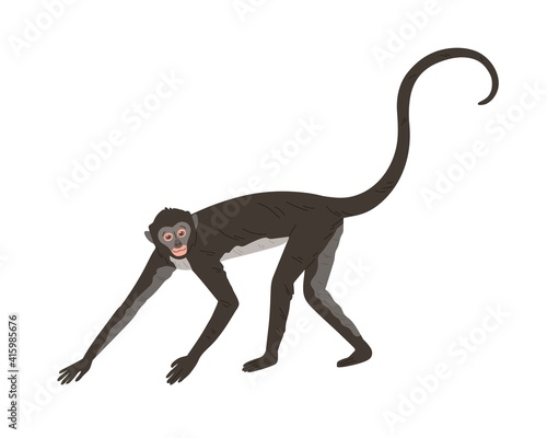 Walking spider monkey with black and gray fur, small head, long thin limbs and tail. Wild Brazilian animal. Colored flat vector illustration isolated on white background