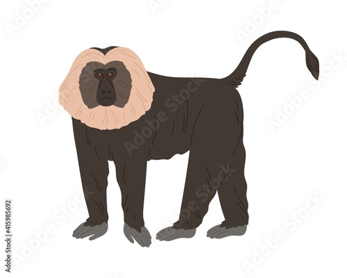 Lion-tailed macaque or wanderoo. Indian monkey with silver-white mane and black fluffy coat. Exotic jungle animal with shaggy fur. Colored flat vector illustration isolated on white background